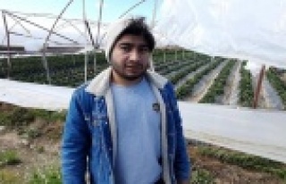 Antalya’da şiddetli rüzgar çilek seralarının...