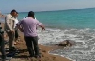 Balıkçı ağlarına takılan caretta caretta sahile...