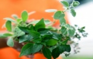 Balkon bahçeciliğinde 2’nci etap aromatik bitkiler