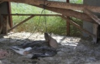 Beslediği kazı kümeste boğazından iple asılmış...