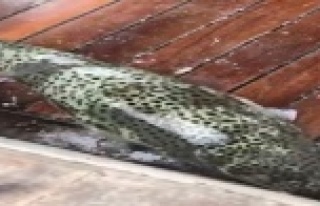 Dev balon balıkları oltaya takıldı