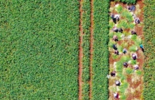 Doğal antibiyotik olan sarımsağın hasadı başladı