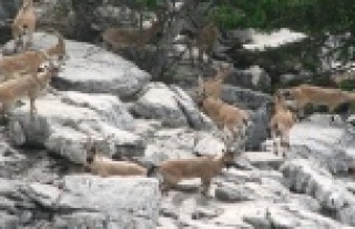 Ekipler kaçak avcılara göz açtırmıyor