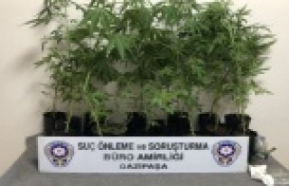 Gazipaşa'da polisten Hint keneviri operasyonu