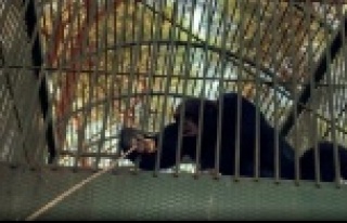 Kafesten kaçan maymun otel çalışanına saldırdı