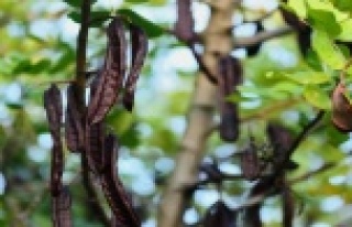 Keçiboynuzu kadınlara gelir kapısı olacak