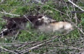 Kokuya giden çoban, vahşeti ortaya çıkardı