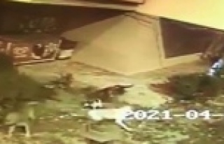 Köpekler anne kediye saldırıp telef etti, yavruları...