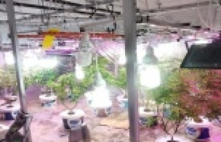 Lüks villada düzenek kurup Hint keneviri yetiştirdiler