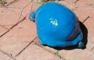 Maviye boyanan kara kaplumbağasıyla ilgili soruşturma
