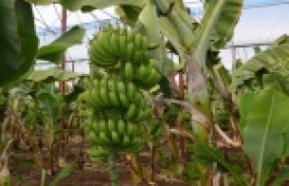 Örtü altında muz üretimi 5 yılda 3.5 kat arttı