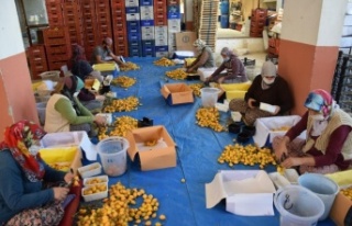 Pazar tezgahlarında kilogramı 5 TL'den satılıyor,...