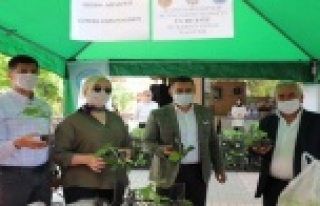 Su Kabağı fide dağıtımı devam ediyor