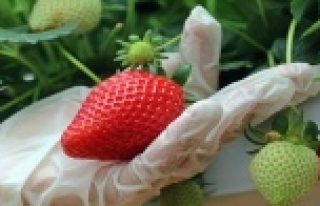 Topraksız çilek üretimiyle 4 kat fazla ürün aldı