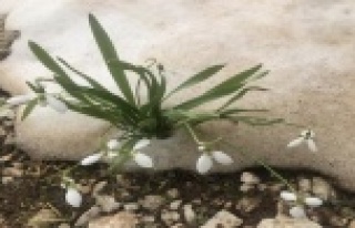 Torosların gelinliği kardelenler karların arasından...