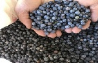 Torosların zirvesinden toplayıp yağının 10 gramını...