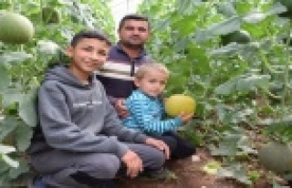 Turfanda kavunun tanesi 30 TL