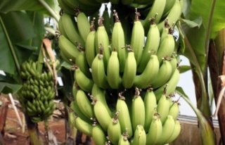 Türkiye´nin muz üretimi Ar-Ge ile katlanarak artıyor