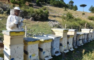 6 bin kovan yaylaya çıktı