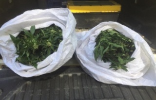 Alanya'da 20 kilo esrar ele geçirildi