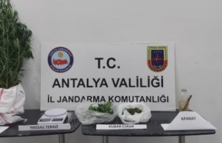 Alanya'da jandarmadan kenevir operasyonu