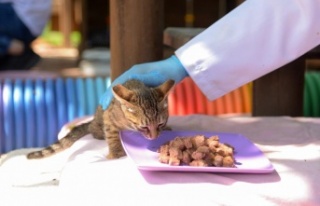 Alanya'da kısıtlama boyunca sokak hayvanlarına...