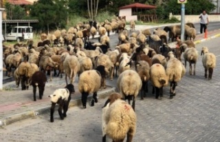 Alanya'da sokaklar koyunlara kaldı
