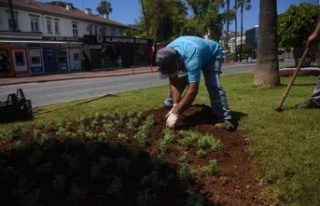 Alanya mevsimlik çiçeklerle yaza hazırlanıyor