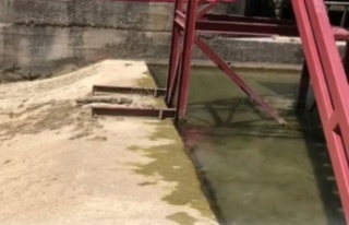 Alanya'nın akciğeri Dimçayı'nda büyük...