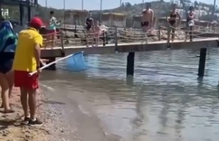 Alanya sahilinde dev balon balıkları sahile vurdu