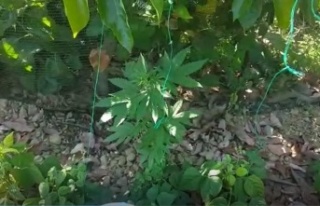 Alanya’da fasulye serasına uyuşturucu baskını