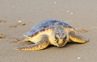Alanyalı öğrencilerden caretta carettalar için...