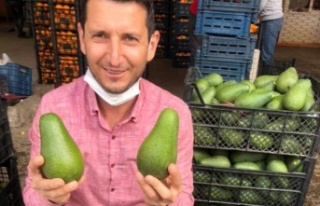 Alanyalı üreticinin bu feryadına kulak verin!