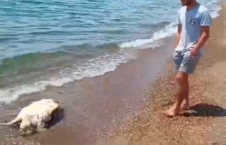 Antalya'da caretta caretta ölüsü sahile vurdu