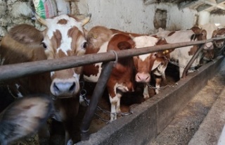 Araba fiyatına kurbanlıklar satışta