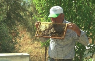 Arı dolu çıtayı öpüp, arıları eliyle tutuyor