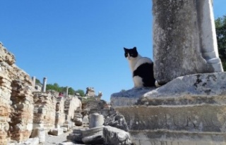 AÜ öğretim üyesinin projesine uluslararası destek