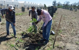 Avokadoya talep arttı, ekim alanları çoğaldı