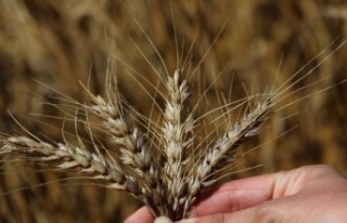 Buğdayda hasat başladı, çiftçinin yüzü gülüyor