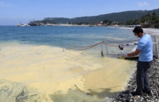 Deniz yüzeyindeki sarı tabakanın nedeni belli oldu