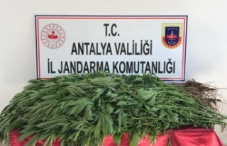 Domates serasındaki kenevir üretimine jandarma baskını