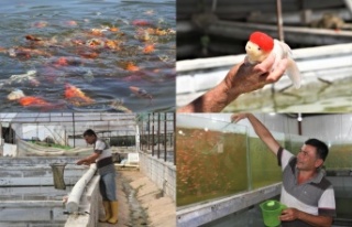 Domatesten istediği parayı kazanamayınca serada...