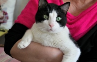 Evcil hayvan sahiplenmenin faydaları saymakla bitmiyor