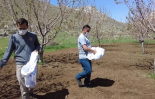 Gündoğmuş’ta üreticilere arı otu verildi