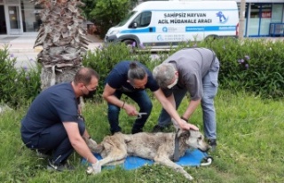 Hayvan ambulansı ile anında müdahale