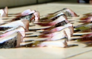 İstilacı balon balığını avlayana yeniden devlet...