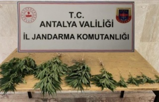 Jandarma’dan Hint Keneviri baskını