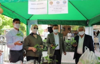 Kabak fidesi dağıtımı sürüyor