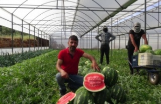 Karpuz üreticisi fiyattan memnun, ham kırımdan...