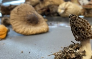 Kilosu 3 bin TL'ye satılıyor üreticisini zengin...